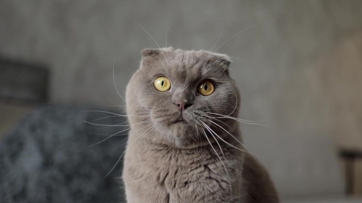 Enhance your Pet Care
